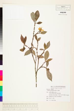 <a href="https://brmas.openmuseum.tw/muse/digi_object/435a3e4bb84c43b6364fb5bef9c2782d" target="_blank">山黃梔／中央研究院生物多樣性研究博物館植物標本館 (HAST)</a>