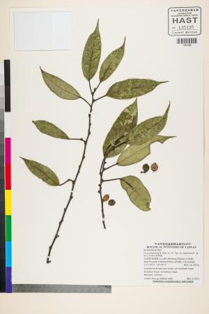 <a href="https://brmas.openmuseum.tw/muse/digi_object/435edff31f55c4393652d112c4fbd5df" target="_blank">珍珠蓮／中央研究院生物多樣性研究博物館植物標本館 (HAST)</a>