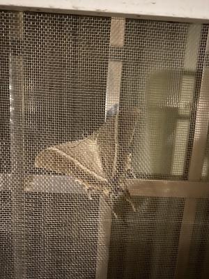 <a href="https://taieol.tw/muse/digi_object/5be5cb614110dd9228d4ee2127e565fd" target="_blank">大燕蛾／By：rrrkai／iNaturalist</a>