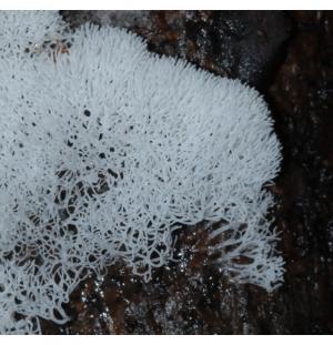 Ceratiomyxa fruticulosa var. flexuosa(分枝鵝絨黏菌之曲折變種)