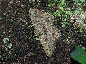 <a href="https://taieol.tw/muse/digi_object/f8a384846a2b299b9af35f977d65e04d" target="_blank">Racotis boarmiaria／By：max822／iNaturalist</a>