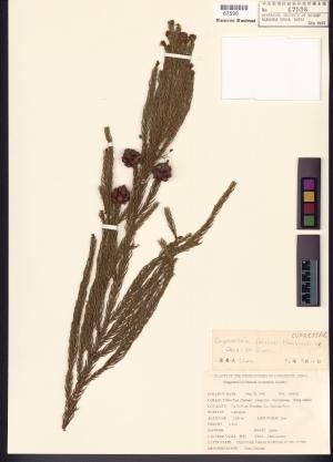 <a href="https://brmas.openmuseum.tw/muse/digi_object/43933378d30cfcf7c36f53f9e172d6c1" target="_blank">柳杉屬／中央研究院生物多樣性研究博物館植物標本館 (HAST)</a>
