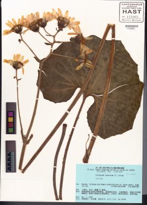<a href="https://brmas.openmuseum.tw/muse/digi_object/43aa2e154e51653b31eb601e2ce71bf1" target="_blank">山菊／中央研究院生物多樣性研究博物館植物標本館 (HAST)</a>