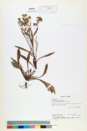 <a href="https://brmas.openmuseum.tw/muse/digi_object/43b492fafbe123e1fd4b7a4e708f198a" target="_blank">一枝黃花／中央研究院生物多樣性研究博物館植物標本館 (HAST)</a>