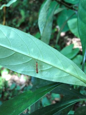<a href="https://taieol.tw/muse/digi_object/e64263d547ff354ebb5f414377eca1d3" target="_blank">Macrostomion sumatranum／By：jingtzuo／iNaturalist</a>