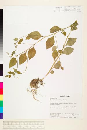<a href="https://brmas.openmuseum.tw/muse/digi_object/43bbc53c5668ed13e5cbc510d511f601" target="_blank">排香草／中央研究院生物多樣性研究博物館植物標本館 (HAST)</a>