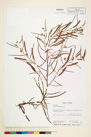 <a href="https://brmas.openmuseum.tw/muse/digi_object/43bd75b6f574ae91008fb1c7cad18b82" target="_blank">假含羞草(山扁豆)／中央研究院生物多樣性研究博物館植物標本館 (HAST)</a>