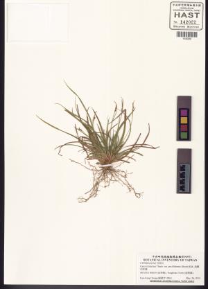 <a href="https://brmas.openmuseum.tw/muse/digi_object/43cb97ce18c69c935611a50ecdc048a9" target="_blank">抱鱗宿柱薹／中央研究院生物多樣性研究博物館植物標本館 (HAST)</a>
