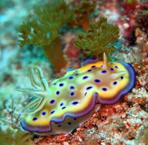 Chromodoris kuniei庫尼多彩海蛞蝓