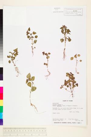 <a href="https://brmas.openmuseum.tw/muse/digi_object/43d2e29f96ff40d194d8155dbc125ab8" target="_blank">高山露珠草／中央研究院生物多樣性研究博物館植物標本館 (HAST)</a>