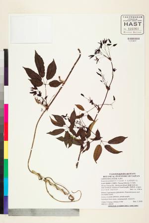 <a href="https://brmas.openmuseum.tw/muse/digi_object/43ed131154e6746ada3bd7ec783a6cc4" target="_blank">紫花野木瓜／中央研究院生物多樣性研究博物館植物標本館 (HAST)</a>