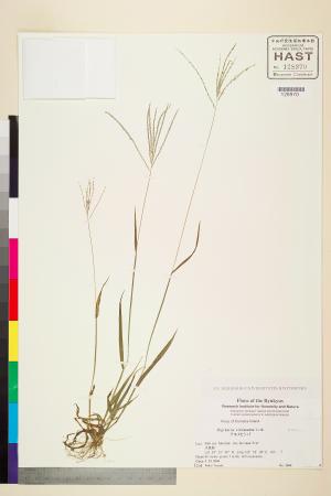 <a href="https://brmas.openmuseum.tw/muse/digi_object/43f1d54d01f0185811a4c1f62fd4b9e2" target="_blank">紫果馬唐／中央研究院生物多樣性研究博物館植物標本館 (HAST)</a>