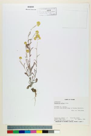 <a href="https://brmas.openmuseum.tw/muse/digi_object/4400ff9f56f73f1031f28b7fdefc49e4" target="_blank">鼠麴草／中央研究院生物多樣性研究博物館植物標本館 (HAST)</a>