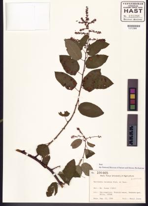 <a href="https://brmas.openmuseum.tw/muse/digi_object/440ebe2080cd0ae00dac2c9a6e353d6c" target="_blank">Berchemia racemosa／中央研究院生物多樣性研究博物館植物標本館 (HAST)</a>