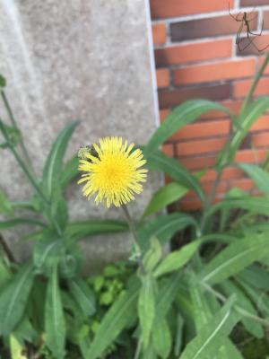 <a href="https://taieol.tw/muse/digi_object/ef401049171505290f4212103e9f8778" target="_blank">苦苣菜／By：kellyshu／iNaturalist</a>