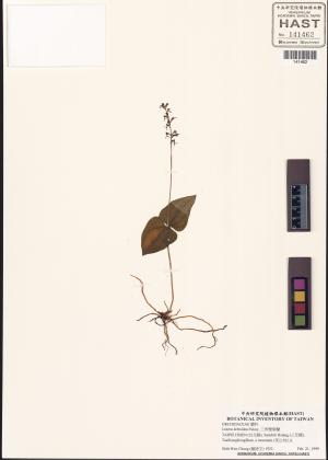 <a href="https://brmas.openmuseum.tw/muse/digi_object/44436ccb420e3c065ca3d62e0dc96f08" target="_blank">三角雙葉蘭／中央研究院生物多樣性研究博物館植物標本館 (HAST)</a>