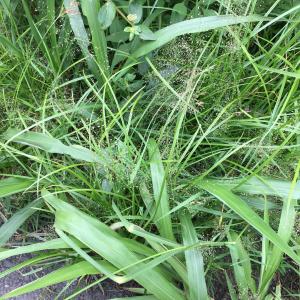<a href="https://taieol.tw/muse/digi_object/00135f18296a08321b09b7e96792168e" target="_blank">Eragrostis tenella／By：rrrkai／iNaturalist</a>
