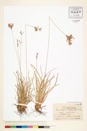 <a href="https://brmas.openmuseum.tw/muse/digi_object/4464ca8ac20a6cbc3a94893e50ba459a" target="_blank">紫穗飄拂草／中央研究院生物多樣性研究博物館植物標本館 (HAST)</a>