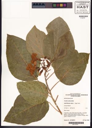 <a href="https://brmas.openmuseum.tw/muse/digi_object/44696e0a6e28161f05ad7fe835109ea8" target="_blank">橙花破布子／中央研究院生物多樣性研究博物館植物標本館 (HAST)</a>