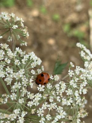 <a href="https://taieol.tw/muse/digi_object/045ee1eebd452e86d4be58cb641305eb" target="_blank">七星瓢蟲／By：orange_papa／iNaturalist</a>