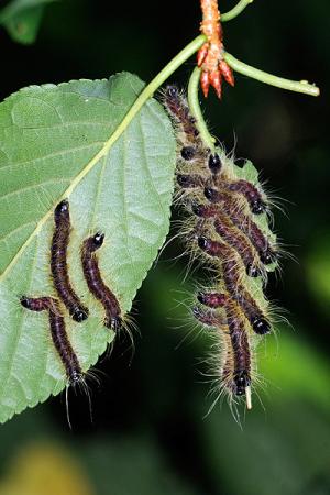 <a href="https://taieol.tw/muse/digi_object/49104ab709ae3a64d814043ac4d8a5dc" target="_blank">Phalera flavescens flavescens／By：吳士緯／臺灣物種名錄(TaiCOL)</a>