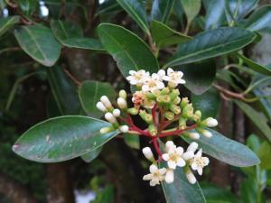 <a href="https://taieol.tw/muse/digi_object/7b63cf29c0adeed6238f26ac878541da" target="_blank">珊瑚樹／By：naturalist14740／iNaturalist</a>