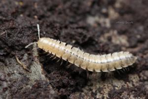 <a href="https://taieol.tw/muse/digi_object/2e9f3c87df5d020955dfb76c8b7401af" target="_blank">Chamberlinius hualienensis／By：馬承漢／臺灣物種名錄(TaiCOL)</a>