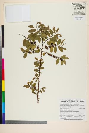 <a href="https://brmas.openmuseum.tw/muse/digi_object/449c582ab5e596026fbc65ed0a21ef83" target="_blank">多花油柑(白仔)／中央研究院生物多樣性研究博物館植物標本館 (HAST)</a>