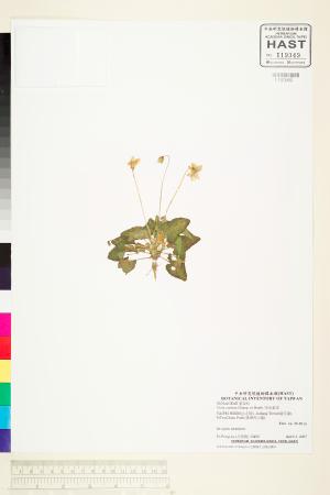 <a href="https://brmas.openmuseum.tw/muse/digi_object/44a5f55ac973a4322714935846ba84b7" target="_blank">短毛堇菜／中央研究院生物多樣性研究博物館植物標本館 (HAST)</a>