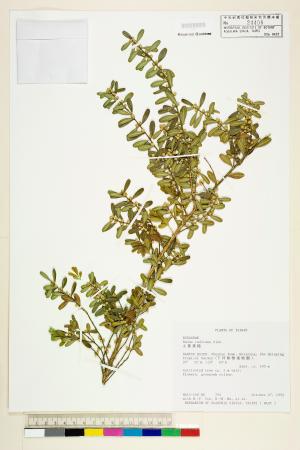 <a href="https://brmas.openmuseum.tw/muse/digi_object/44c784c46eadee0917c095f88dd490b4" target="_blank">小葉黃楊／中央研究院生物多樣性研究博物館植物標本館 (HAST)</a>