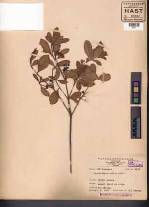 <a href="https://brmas.openmuseum.tw/muse/digi_object/44cbb1f41b26433d3ac9da45415865b0" target="_blank">Rhaphiolepis indica／中央研究院生物多樣性研究博物館植物標本館 (HAST)</a>