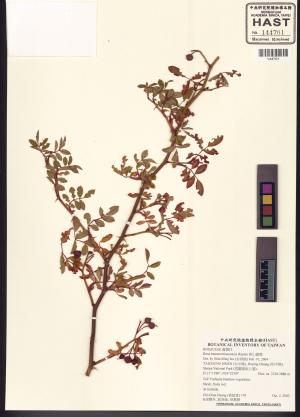<a href="https://brmas.openmuseum.tw/muse/digi_object/44d53e84b8aa1412b9bf78b8e68d830e" target="_blank">高山薔薇／中央研究院生物多樣性研究博物館植物標本館 (HAST)</a>