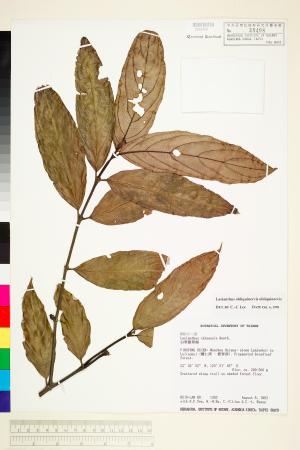 <a href="https://brmas.openmuseum.tw/muse/digi_object/44d910ff0d8e3a208a55c33f680e7cc5" target="_blank">雞屎樹／中央研究院生物多樣性研究博物館植物標本館 (HAST)</a>