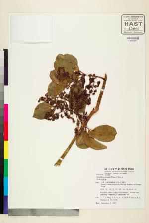 <a href="https://brmas.openmuseum.tw/muse/digi_object/44e04706772ebca4da2be1f33000b158" target="_blank">鵝掌藤／中央研究院生物多樣性研究博物館植物標本館 (HAST)</a>