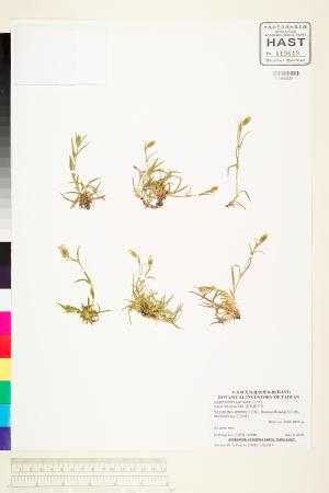 <a href="https://brmas.openmuseum.tw/muse/digi_object/44e4dcd0ca89fcf84d412aaf5142ddf7" target="_blank">蓬萊蠅子草／中央研究院生物多樣性研究博物館植物標本館 (HAST)</a>