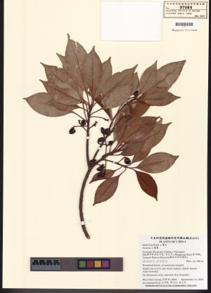 <a href="https://brmas.openmuseum.tw/muse/digi_object/44eda279be4e16076b28f946e009afd2" target="_blank">山欖屬／中央研究院生物多樣性研究博物館植物標本館 (HAST)</a>