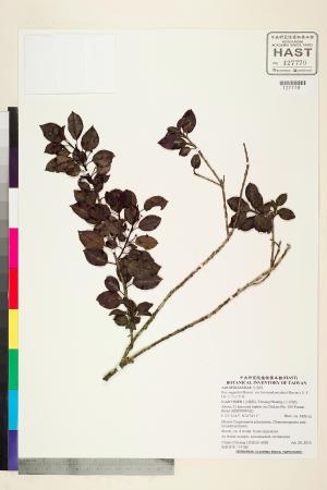 <a href="https://brmas.openmuseum.tw/muse/digi_object/44edf860571061ff29ae6dae6b1769cb" target="_blank">太平山冬青／中央研究院生物多樣性研究博物館植物標本館 (HAST)</a>