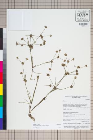 <a href="https://brmas.openmuseum.tw/muse/digi_object/44f3803a3a23d3cf70a57707e1675db5" target="_blank">小葉燈心草／中央研究院生物多樣性研究博物館植物標本館 (HAST)</a>