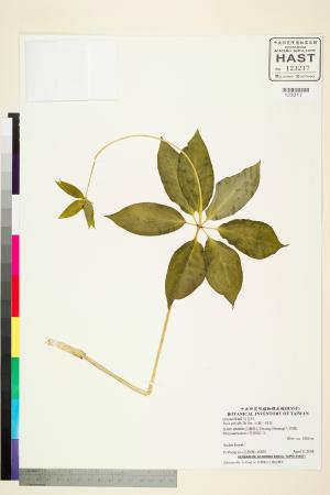 <a href="https://brmas.openmuseum.tw/muse/digi_object/45057c2f29cbb3e73ac3118c3ed9404c" target="_blank">七葉一枝花／中央研究院生物多樣性研究博物館植物標本館 (HAST)</a>