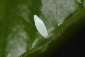 Eurema mandarina