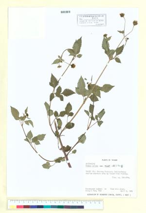 <a href="https://brmas.openmuseum.tw/muse/digi_object/453c2eb15f4e31a0577106939092df66" target="_blank">小白花鬼針／中央研究院生物多樣性研究博物館植物標本館 (HAST)</a>