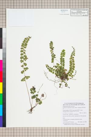 <a href="https://brmas.openmuseum.tw/muse/digi_object/4555d88a5f5f87c5f919ac98d065d11e" target="_blank">圓葉陵齒蕨／中央研究院生物多樣性研究博物館植物標本館 (HAST)</a>
