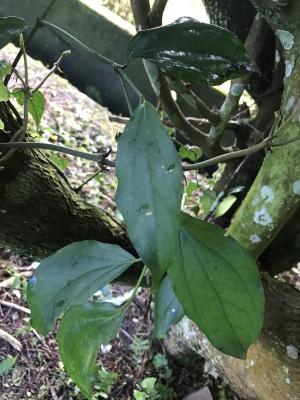 <a href="https://taieol.tw/muse/digi_object/217ebbd891ae6e085dfc347ff54e0cba" target="_blank">風藤／By：kellyshu／iNaturalist</a>