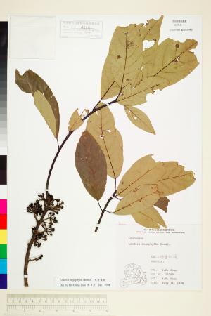 <a href="https://brmas.openmuseum.tw/muse/digi_object/4566d05bf4ec4deed5295b762fa6f6f2" target="_blank">大香葉樹／中央研究院生物多樣性研究博物館植物標本館 (HAST)</a>