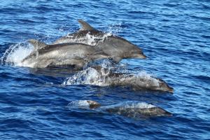 Tursiops truncatus Montagu, 1821