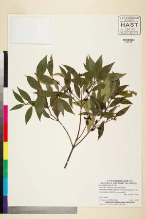 <a href="https://brmas.openmuseum.tw/muse/digi_object/459fde067f94f16190aa036cacb0009e" target="_blank">福建賽衛矛／中央研究院生物多樣性研究博物館植物標本館 (HAST)</a>