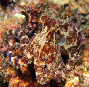 <a href="https://taieol.tw/muse/digi_object/7490d7c35030938378be223b89458f0a" target="_blank">豹斑章魚／By：陳冠元／臺灣生命大百科</a>