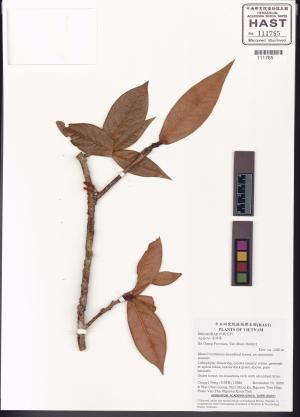 <a href="https://brmas.openmuseum.tw/muse/digi_object/45b01d13c30ccb68bf049f00770c872e" target="_blank">愛楠屬／中央研究院生物多樣性研究博物館植物標本館 (HAST)</a>