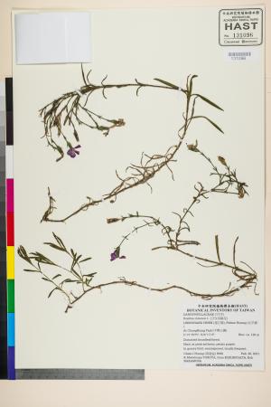 <a href="https://brmas.openmuseum.tw/muse/digi_object/45b0d7dd42a52c1b6ceed59aae66e9e8" target="_blank">石竹(洛陽花)／中央研究院生物多樣性研究博物館植物標本館 (HAST)</a>
