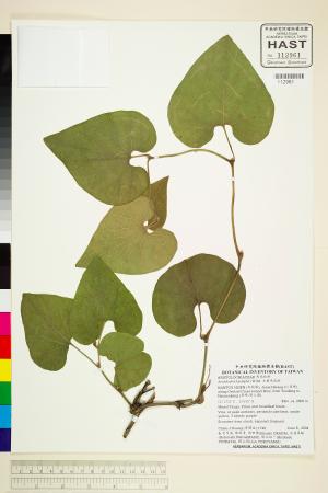 <a href="https://brmas.openmuseum.tw/muse/digi_object/45b18d257c65b29d749513e4db98266c" target="_blank">大葉馬兜鈴／中央研究院生物多樣性研究博物館植物標本館 (HAST)</a>